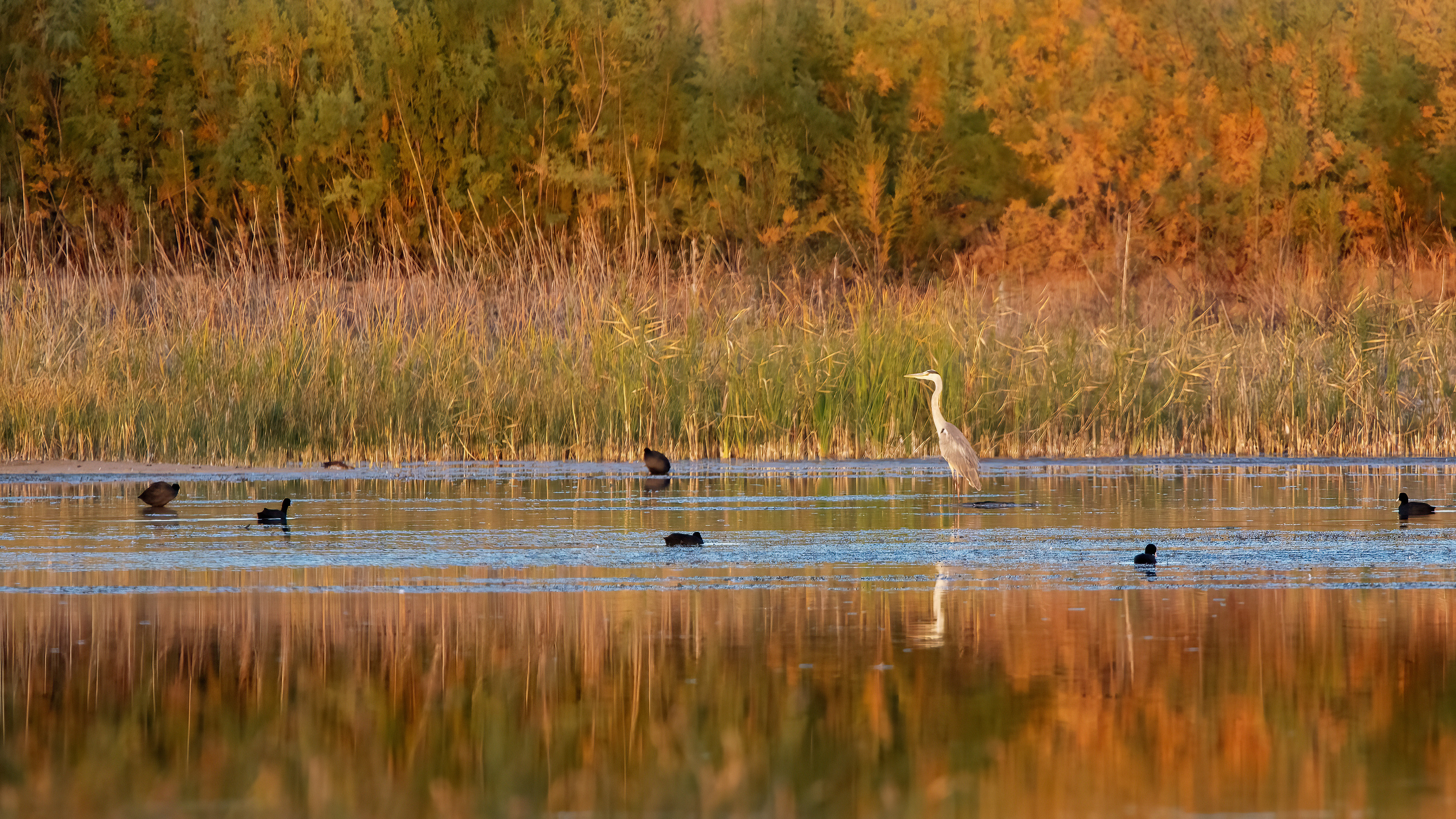 Gray Heron